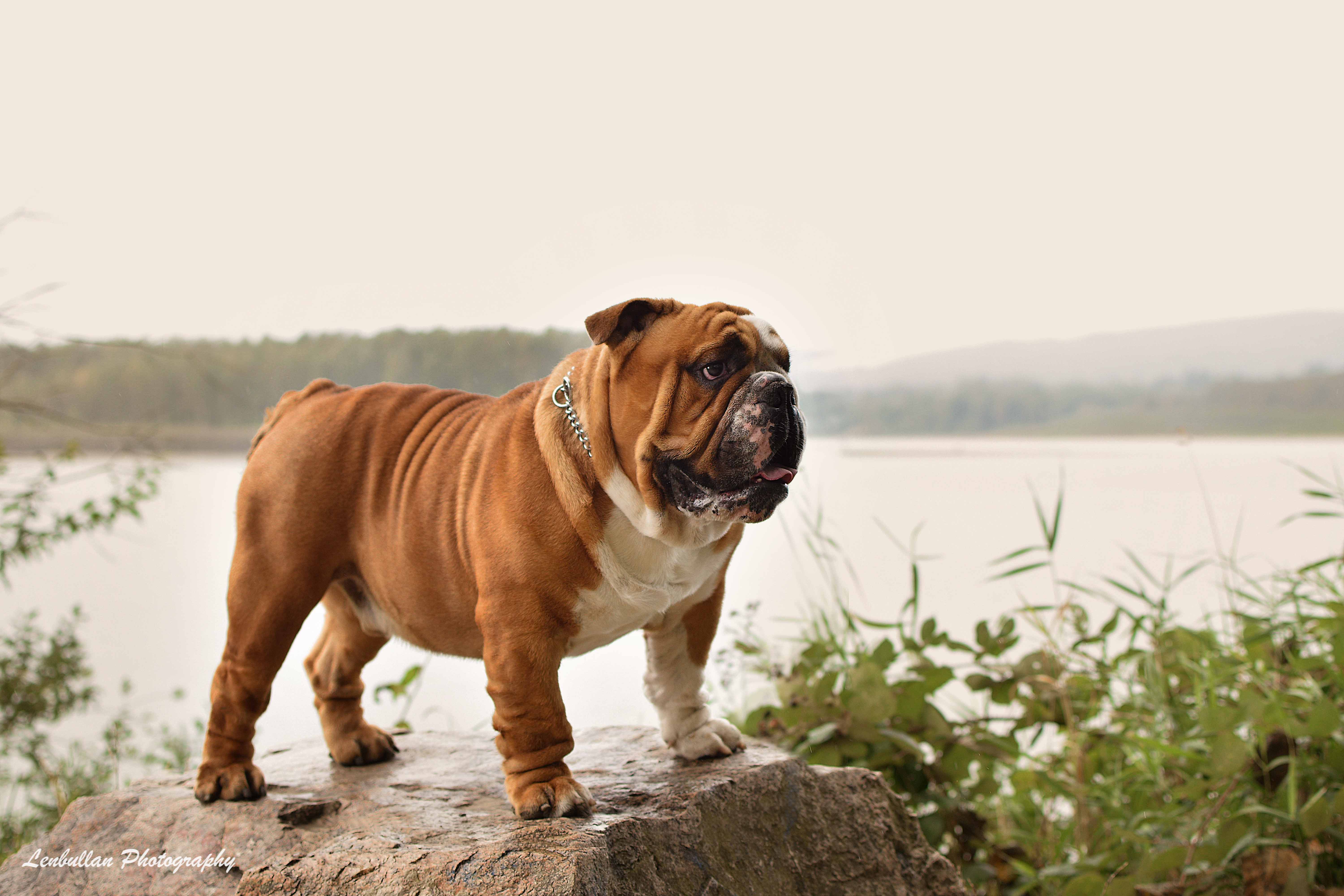 The Most Intelligent Dog Breed Wiki The Most Intelligent Dog Breed Wiki